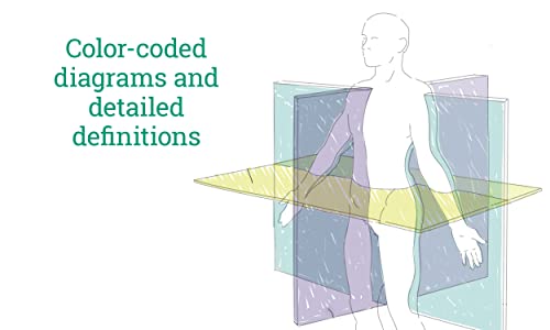 Visual Learning: Human Anatomy: An illustrated guide for all ages (Barron's Visual Learning) - Image 2