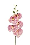 Pandecor