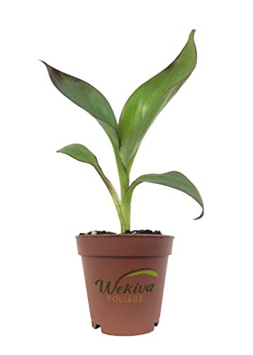 Red Abyssinian Banana Tree - 3 Live Starter Plants - Ensete Maurelii - Fruit Tree For The Patio And Garden #TOP12