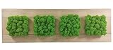 Scandinavian Moss