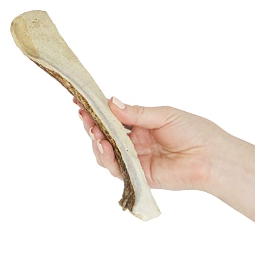 Prairie Dog | Moose Antler Chew | Naturally Shed - Hand Harvested In North America | X-Large #TOP2