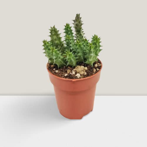 Creative Farmer Succulent Plant Carrion |Huernia Macrocarpa Plants For Home Decoration (Healthy Live Plant)