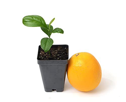 Meyer Lemon Tree Starter Plant. Citrus X Meyeri. 3" - 5" #TOP1