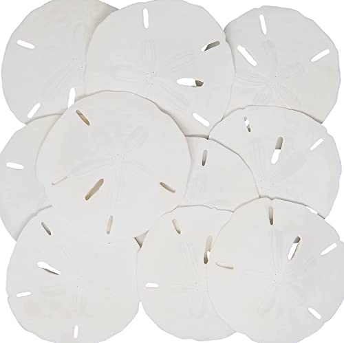 Tumbler Home White Sand Dollars 3