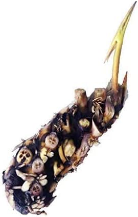 Water Lettuce + Water Hyancinth Bundle + Water Lily Tuber Bundle- Floating Live Pond Plants