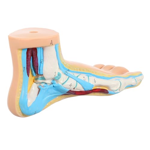 Modèle anatomique du pied réaliste en vinyle beige pour étude médicale