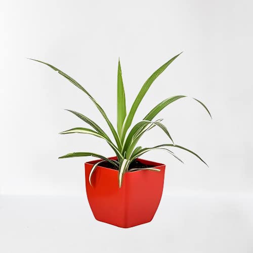 Image of Indoor Air Purifying Spider Plant in Decorative Pot | Natural Aesthetic Live Plant for Home & Office | Low Maintenance Tabletop Greenery(3Inch Pot, Assorted Colour) (Spider)