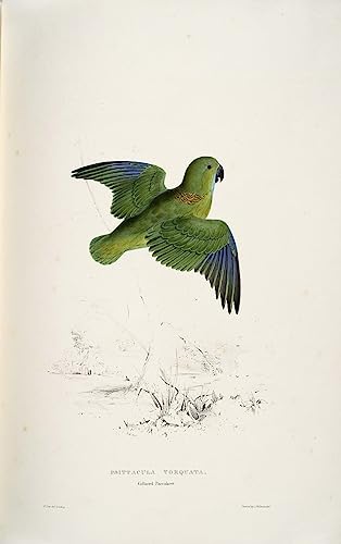 Toile murale abstraite Psittacula Torquata par Edward Lear pour salon 60x90cm