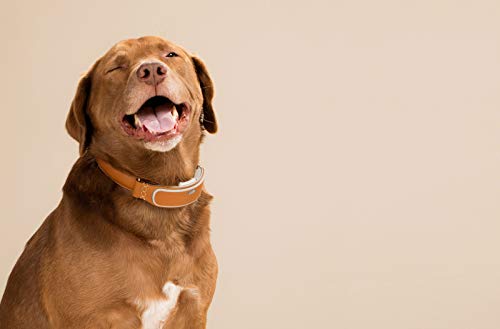 Link AKC Plus Smart Dog Tracker (Classic) - GPS Location Tracker, Activity Monitor, Waterproof, and More (LPLUSC), Leather, 1 OZ - Thumbnail 3