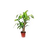 Tronco de brasil 2L. Altura 70-75cm