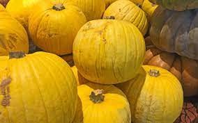 Nuovo Pumpkin Semi di ortaggi 10pz
