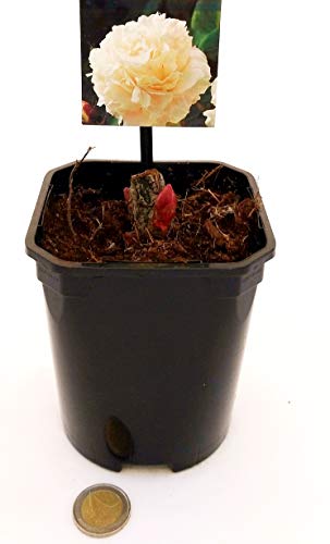 PAEONIA, PEONIA BIANCA, pianta vera