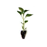 Plantel pimiento Najerano Ideal para asar sabor intenso y delicioso