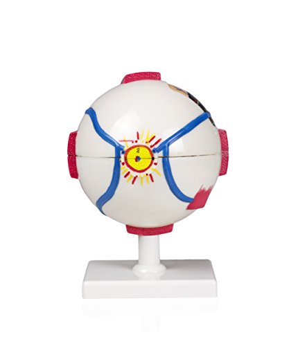 Parco Scientific B10413 Human Eye | Separates Into 7 Parts For Closer Examination Of Interior Structures | 4X Enlarged Model | Labeled Diagram Included | Mounted On A Stand #TOP4