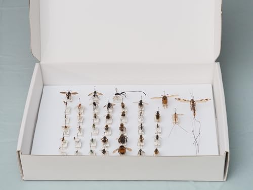 Insect Pinning Box for Entomology | 13