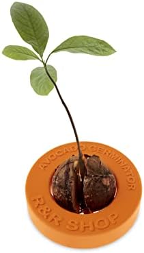 R&R SHOP Avocado Germinator - Maceta flotante para germinación de...