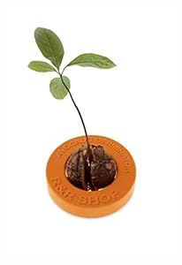 R&R Shop Avocado Germinator Anzuchttopf
