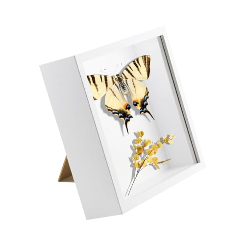 TENGYIF 3D Bilderrahmen Zum Befüllen, 3D Bilderrahmen Tief 20x20 cm...