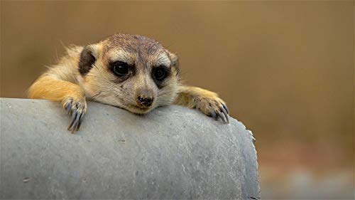 Family Cat Dvd - Cat Tv - Entertain Your Cats With Stimulating Images Of Cute Little Animals And Birds In Natural Sounds Or Music #TOP3