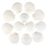 12PCS Natural Scallop Shells White Sea Shells for Decorating from Sea Beach Real Seashells for DIY Craft Painting Ocean Themed Party Wedding 2''-3''
