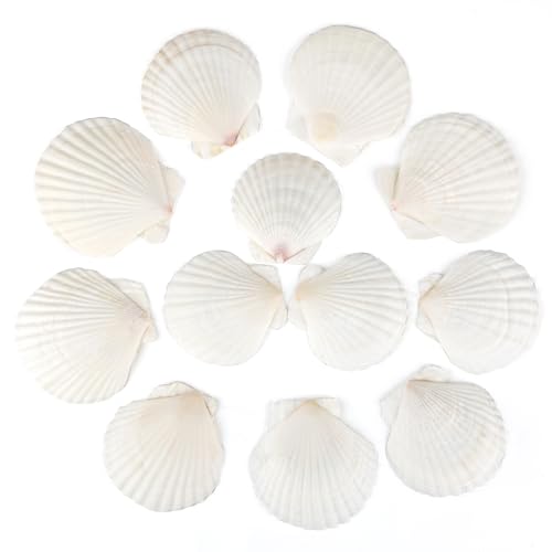12PCS Natural Scallop Shells White Sea Shells for Decorating from Sea Beach Real Seashells for DIY Craft Painting Ocean Themed Party Wedding 2''-3''
