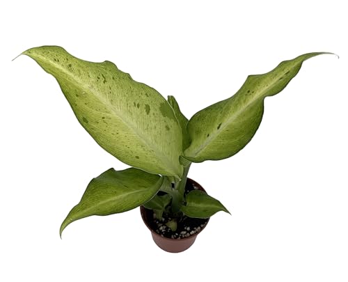 Camouflage Dieffenbachia Plant - Exotic - 2.5" Pot