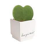 Costa Farms Hoya Heart Live Plant in Decorative Pot, Easy to Maintain Succulent Indoor Houseplant, Perfect for Home, Room, or Office Decor, Great House Warming or Birthday Gift, 5 Inches Tall