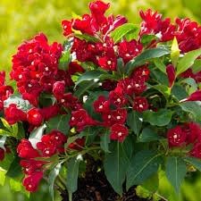 Carolina Red Weigela Flowering Shrub, 1-2 Ft Tall, Bareroot, 2-Pack