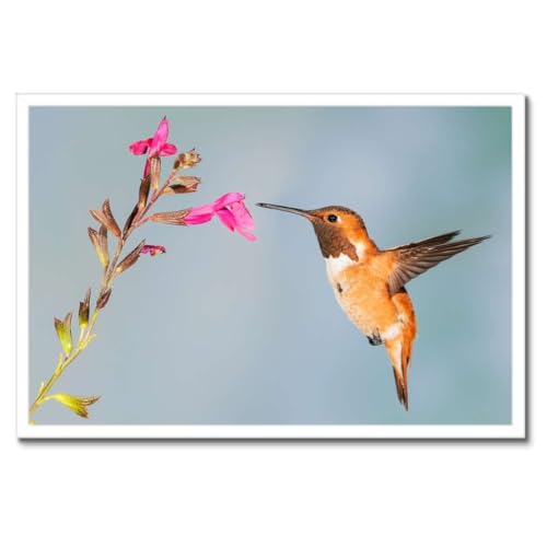Poster colibri avec cadre noir 60x40cm décoration murale oiseau nectar H9962M