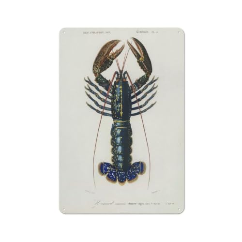 Palemon Ornatum Plaque Métal 30x20cm, Tableau Mural