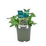verdecora