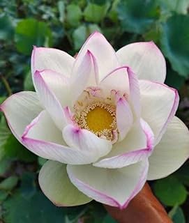 Image of Very Beautiful All Season Drop Blood Red+White Water Lotus(Pack Of-2) /Water Kamal /Water Lily Plant (TUBER) Original Hybrid Veriety Blloming With In 30 Days For Outdoor & Indoor Live Plant.