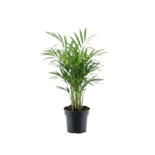 DECOALIVE Dypsis Lutescens Palmera Natural con Maceta 10cm y Altura 35 cm Aprox. Planta para Casa Palmera de Salón Planta Viva de Interior