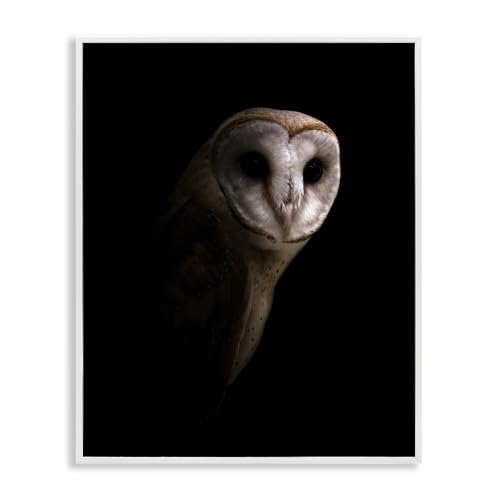 'Beautiful Intense Barn Owl Black Shadow'| Framed Giclee Art