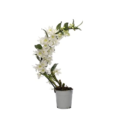 Dendrobium Nobile Blanco Flor Natural de Interior