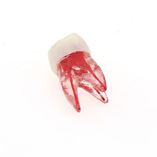 Debksgeoti DETESI-20230331-M8007 5Pcs Dental Root Canal Pulp Cavity Teeth Model Endodontic Practice Rct Typodont M8007 11# 14# 16# 21# 33# 34# 35# 36# 44# 45# Practicing Study Teach thumb #8