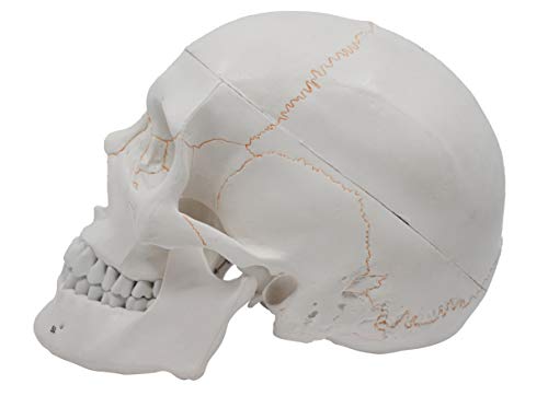 hBARSCI Numbered Human Skull Model - Medical Quality - 3 Parts w/Removable Calvaria, Articulated Mandible, Painted Sutures, 55 Numbered Features - Anatomy Skull, Plastic Skull Replica