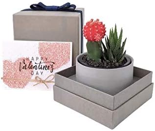 Miniatura 8 de Caja de regalo suculenta (Duo - Gris Pot&Box)