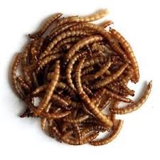 MALTBY'S STORES 4 x 5kg DRIED MEALWORMS WILD BIRD FOOD