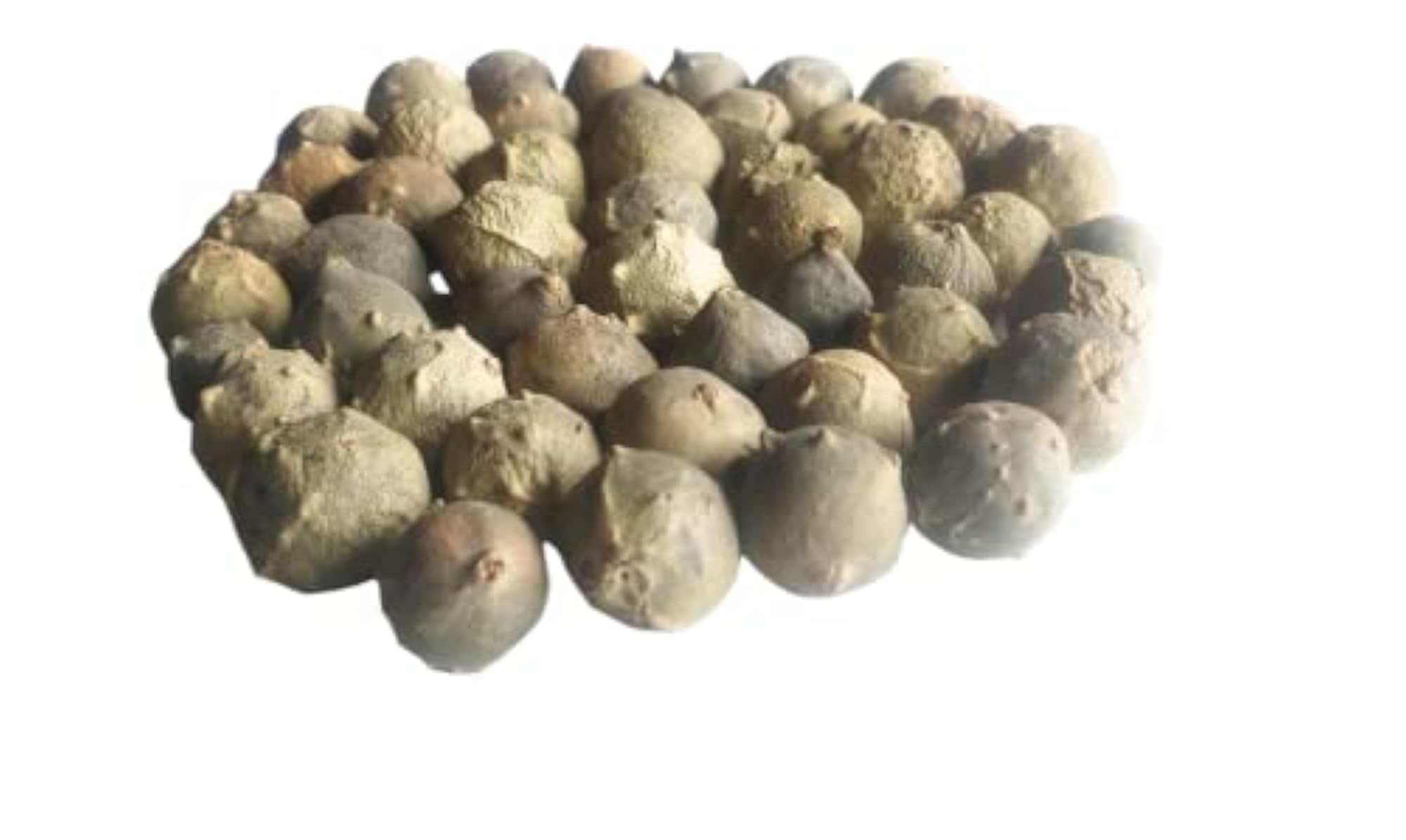 Ayushiv MAJUPHAL (QUERCUS INFECTORIA) - MANJAKANI - OAK GALL - GALLNUTS