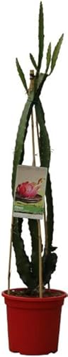 Fruto del Dragón PREMIUM Planta Pitahaya Natural Árbol Frutal