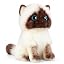Siamese Cat 9