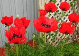 SHOP 360 GARDEN Rare Brilliant Red Oriental Poppy Flower Seeds - Pack of 100 Seeds (B07PYY386N) Amazon Price History, Amazon Price Tracker