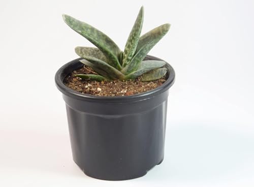 Image of Gasteria Live Succulent Plant with Pot | Rare Tongue-Shaped Leaf Succulent | Low-Maintenance Indoor Plant for Home, Desk & Office Decor | Fresh Healthy Live Plant
