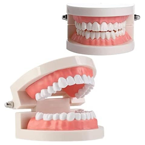 2Pcs Teeth Dental Demonstration Model 28 Teeth Standard Anatomical Tooth Model Tool for Dental Teaching or Oral Care Cover