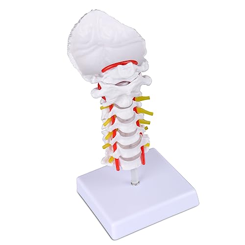 Image of Ultrassist Cervical Spine Model, Vertebrae and Arteries for Medical Tool | Life-size PVC design, cervical nerves, discs and occipital plate for teaching display
