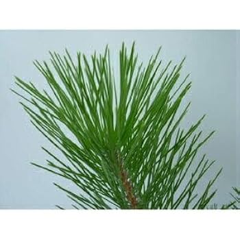 Hiro☆I 黒松　樹高42cm Hiro☆I様専用 黒松 樹高42cm