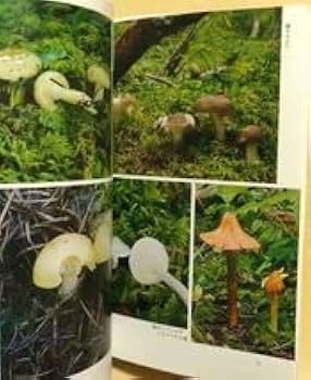 Amazon.co.jp: 柴田尚森のきのこたち 種類と生態キノコ図鑑 茸