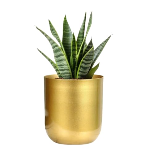 Gorgeous Enterprise Metal Plante In Gold Tone Metal Pot 4 X 5 Inch Pot Included | Birthday Gift | Anniversary Gift | Office Plant Set 1 (B0CVF1YX7L) Amazon Price History, Amazon Price Tracker