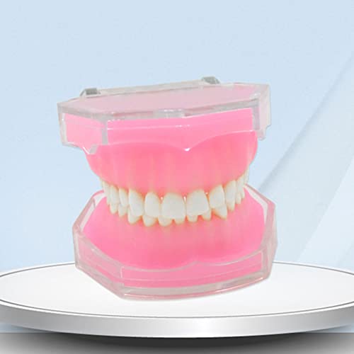 Modèle de dents Typodont détachable pour étude de la pratique et recherche à l'école - 5